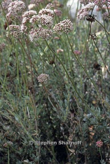 eriogonum fasciculatum var fasciculatum 1 graphic